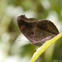 Junonia iphita Cramer, 1779